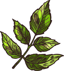 Fototapeta na wymiar Garden angelica sketch isolated herb