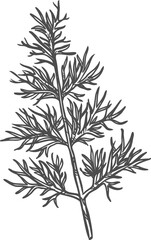 Fennel herb flavoring seasonings isolated sketch