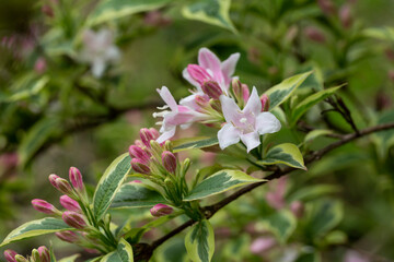 Abundant pink flowers of Weigela florida in mid May