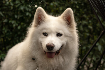 portrait of a white dog