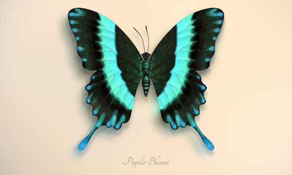 Peacock butterfly. Realistic illustration of Papilio Blumei butterfly, with black and turquoise wings