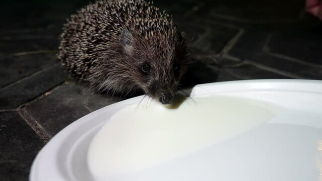 Wild hedgehog drink milk from a white saucer. High quality 4k footage