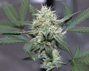 Marijuana Gorilla Cookies Fastbuds 