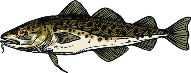 Codfish freshwater gamefish fish isolated sketch