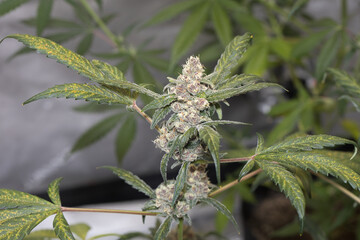 Marijuana fastbuds Banana Purple Punch 