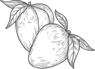 Mango sketch vector icon, isolated engraved fruit