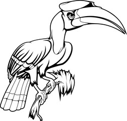 Knobbed hornbill isolated exotic bird on branch