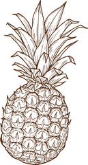 Ananas or pineapple tropical fruit isolated sketch