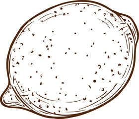 Lemon citrus fruit isolated hand drawn sketch