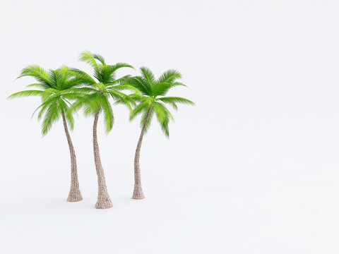 Palm trees on white background in summer season. 3D rendering, 3D illustration
