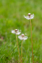 Closed Bud of a dandelion. Dandelion white flowers in green grass.
