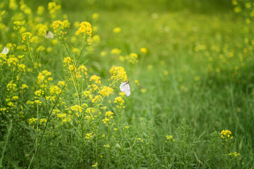 a white butterfly sits on a yellow flower on a sunny day, in hot summer. selective focus, blurred background - Powered by Adobe