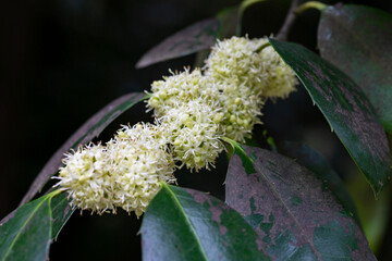 Ilex aquifolium shrub with white flowers in spring