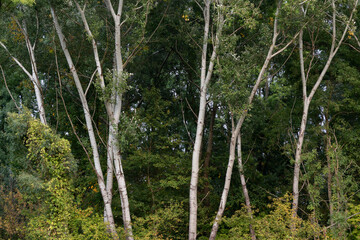 European poplar trees with a silver bark color at the edge of the forest in early autumn