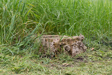 Old tree stump in the forest closeup.