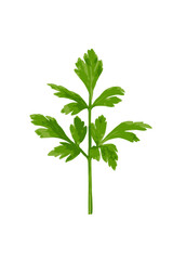 Parsley Leaves Isolated