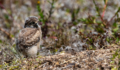 Adorable and downy Burrowing Owl Chick in Florida