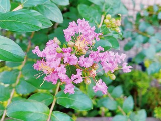 ピンクの可愛いお花と緑の葉っぱ