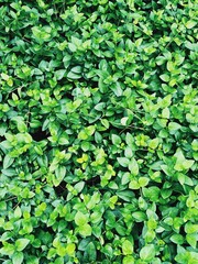 大量の緑の葉っぱのパターン