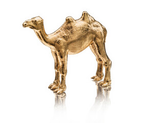 golden camel isolated on white background