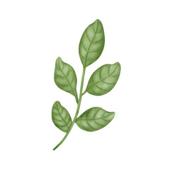 Obraz premium leaf