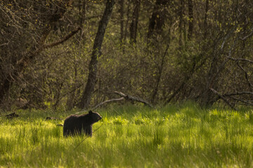 Adult Black Bear Sniffs The Air In Green Field