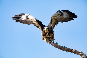 Raptor perched with open wings in Arizona
