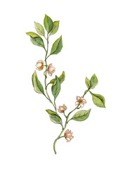 Watercolor illustration of flowering lemon tree twigs. Separate illustrations. Ideal for menus, business cards and posters for cafes and food courts