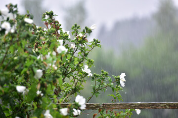 Heavy rain in a garden