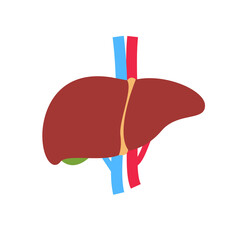 Liver icon. The liver is the human internal organ that helps filter toxins and waste from the body.