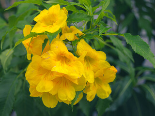 Yellow flowers that bloom brightly in the morning