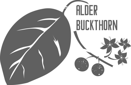 Alder buckthorn leaves and fruit vector silhouette. Branch with leaves medicinal herbal. Alder buckthorn illustration for pharmaceuticals and cosmetology.