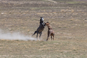 Wild Horse Stallions Fighting in the Utah Desert