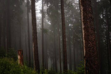 Fototapeta premium Dark Forest
