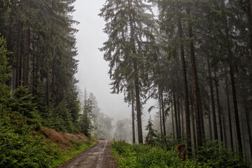 Fototapeta na wymiar Wandern im Harz, Waldweg und Holzstapel