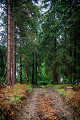 Wald und Wanderweg im Harz