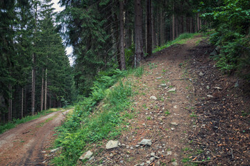 Wandern im Harz, Waldweg, flache und steile Wege