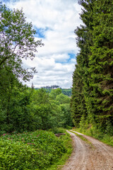Fototapeta na wymiar Wandern im Harz, Waldweg durch Berge und Wolken, Hirsch kreuzt den Weg