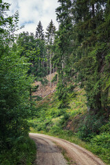 Wandern im Harz, Waldweg und tote Bäume