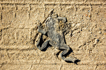 The crushed frog on a sandy road. Crushed dry toad on the sand.