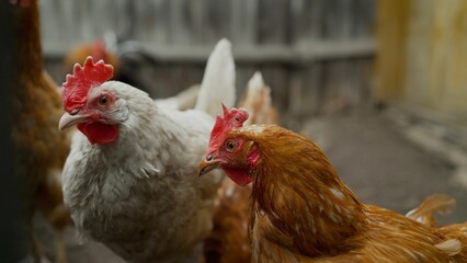Hens in the yard. Adult multicolor hens and roosters eat grain in the yard of a rural house. A flock of free-range domestic chickens close-up on. Hens close-up in the yard in summer.
