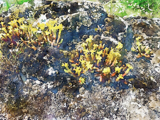 many small yellow flowers on stone, watercolor floral art