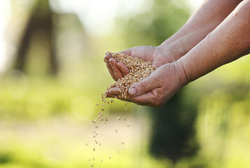 women's hands pour wheat grains through their fingers. Spring harvest from the fields. Close-up....