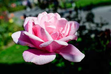 Close up on one delicate fresh vivid pink magenta rose and green leaves in a garden in a sunny summer day, beautiful outdoor floral background photographed with soft focus.