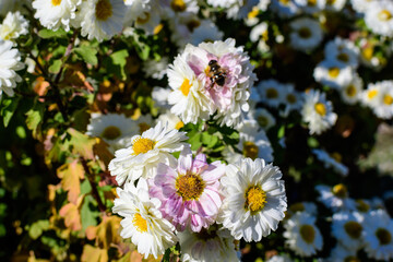 Many vivid yellow and white Chrysanthemum x morifolium flowers in a garden in a sunny autumn day, beautiful colorful outdoor background photographed with soft focus.