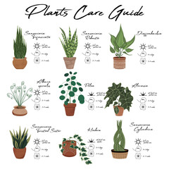 House plants care guide. Vector stylish illustration of house plants in pots with guides of watering, light and fertilise. Sansevieria, dieffenbachia, alocasia, pilea, albuca, hedera.
