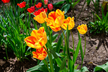 Obraz na płótnie Canvas Close up of many delicate vivid yellow and red tulips in full bloom in a sunny spring garden, beautiful outdoor floral background photographed with soft focus.