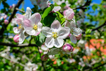 Close up of a branch with white apple tree flowers in full bloom with blurred background in a garden in a sunny spring day, beautiful Japanese cherry blossoms floral background, sakura.