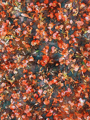 Carpet of many small red flowers, watercolor floral art
