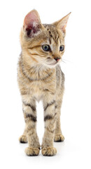 Kitten on white background.